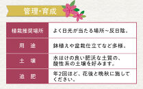 特産品の サツキツツジ大盃 15本セット