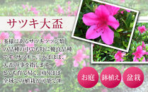 特産品の サツキツツジ大盃 4本セット