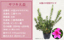 特産品の サツキツツジ大盃 4本セット