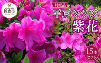 特産品 ヒラトツツジ紫花 15本セット