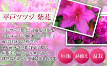 特産品 ヒラトツツジ紫花 4本セット