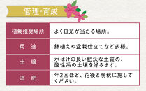 特産品 ヒラトツツジ紫花 4本セット