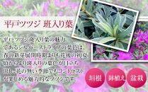 特産品 平戸ツツジ斑入り葉 15本セット