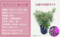 特産品 平戸ツツジ斑入り葉 4本セット