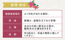 特産品 平戸ツツジ斑入り葉 4本セット