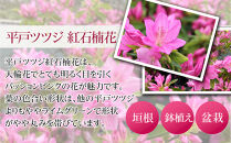特産品 平戸ツツジ 紅石楠花 4本セット