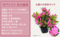 特産品 平戸ツツジ 紅石楠花 4本セット