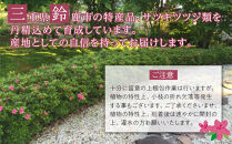 特産品 平戸ツツジ 紅石楠花 4本セット