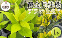 黄金月桂樹　アフロ仕立て