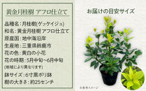 黄金月桂樹　アフロ仕立て