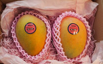 和歌山県産&nbsp;樹上完熟しおさいマンゴー&nbsp;2玉入り&nbsp;★2026年8月初旬頃より順次発送　［TM218］