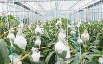 和歌山県産&nbsp;樹上完熟しおさいマンゴー&nbsp;2玉入り&nbsp;★2026年8月初旬頃より順次発送　［TM218］