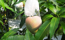 和歌山県産 樹上完熟しおさいマンゴー 2玉入り★2026年8月初旬頃より順次発送　［TM218］