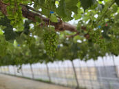 佐渡産&nbsp;贈答用大房シャインマスカット1.2kg（2房入り）