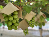 佐渡産&nbsp;贈答用大房シャインマスカット1.2kg（2房入り）