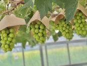 佐渡産&nbsp;贈答用大房シャインマスカット1.2kg（2房入り）