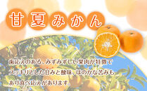 訳あり&nbsp;森本農園の手選別&nbsp;甘夏みかん&nbsp;約2kg&nbsp;和歌山県産&nbsp;サイズ混合&nbsp;［北海道・沖縄・離島配送不可］［2027年4月上旬から順次発送］［RN73］