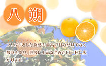 贈答用&nbsp;森本農園の手選別&nbsp;八朔&nbsp;約2kg&nbsp;和歌山県産&nbsp;サイズ混合&nbsp;［北海道・沖縄・離島配送不可］［2026年1月中旬から2月中旬頃順次発送予定］［RN122］