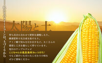 地元テレビで紹介!【先行予約】糖度18～19度!&nbsp;北海道旭川産スイートコーン約5kg&nbsp;(2026年8月中旬発送開始予定)&nbsp;【&nbsp;とうもろこし&nbsp;コーン&nbsp;ゴールドラッシュ&nbsp;野菜&nbsp;旬&nbsp;お取り寄せ&nbsp;北海道&nbsp;旭川市&nbsp;】_05256