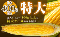 地元テレビで紹介!【先行予約】糖度18～19度!&nbsp;北海道旭川産朝採れスイートコーン約5kg&nbsp;(2026年8月中旬発送開始予定)&nbsp;【&nbsp;とうもろこし&nbsp;コーン&nbsp;ゴールドラッシュ&nbsp;野菜&nbsp;旬&nbsp;お取り寄せ&nbsp;北海道&nbsp;旭川市&nbsp;】_05256