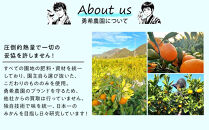 先行予約極早生みかん&nbsp;約6kg（約3kg×2箱）サイズ混合&nbsp;和歌山県&nbsp;有田みかん&nbsp;2025年10月中旬頃発送