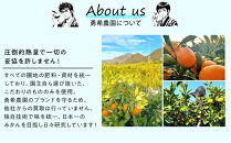 先行予約早生みかん&nbsp;約6kg（約3kg×2箱）サイズ混合&nbsp;和歌山県&nbsp;有田みかん&nbsp;2025年11月中旬頃発送