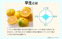 先行予約早生みかん&nbsp;約10kg&nbsp;（約5kg×2箱）サイズ混合&nbsp;和歌山県&nbsp;有田みかん&nbsp;2025年11月中旬頃発送