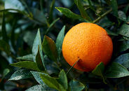 屋久島産たんかんのパンナコッタ12個セット