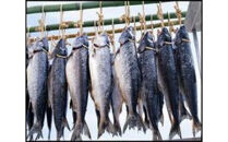 【訳あり】佐渡産ふっくら銀鮭（切り落とし　１ｋｇ）