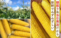 【2026年8月中旬発送開始】北海道産とうもろこし（恵味ゴールド10本）
