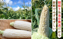 【2026年8月中旬発送開始】北海道産とうもろこし（ピュアホワイト10本）