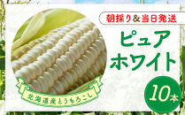 【2026年8月中旬発送開始】北海道産とうもろこし（ピュアホワイト10本）