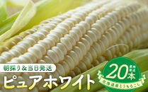 【2026年8月中旬発送開始】北海道産とうもろこし（ピュアホワイト20本）