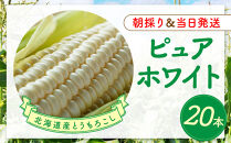 【2026年8月中旬発送開始】北海道産とうもろこし（ピュアホワイト20本）