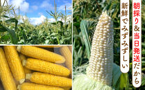 【2026年8月中旬発送開始】北海道産とうもろこし（恵味ゴールド5本・ピュアホワイト5本セット）