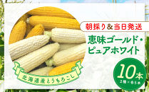 【2026年8月中旬発送開始】北海道産とうもろこし（恵味ゴールド5本・ピュアホワイト5本セット）
