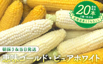 【2026年8月中旬発送開始】北海道産とうもろこし（恵味ゴールド10本・ピュアホワイト10本セット）