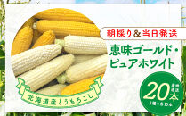 【2026年8月中旬発送開始】北海道産とうもろこし（恵味ゴールド10本・ピュアホワイト10本セット）
