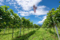 ドメーヌボー 立野原 hineri オレンジ 2023