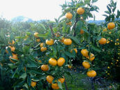 紀州有田みかん&nbsp;約10kg&nbsp;2Lサイズ(大玉)［SL44］