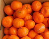 紀州有田みかん&nbsp;約5kg&nbsp;訳あり&nbsp;家庭用キズあり&nbsp;サイズ混合［SL53］