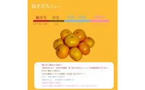 【やまぐちブランド認定品】2025年12月頃より順次発送!島そだちゴールド(中生・高糖) 2.5kg