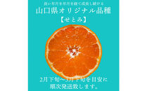 【2026年2月下旬～3月頃より順次発送】山口県が誇るオリジナル柑橘《せとみ》2.5kg