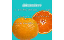 【2026年2月下旬～3月頃より順次発送】山口県が誇るオリジナル柑橘《せとみ》2.5kg