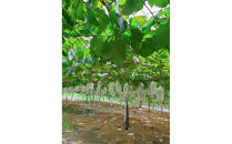 内子町産　シャインマスカット&nbsp;秀品　2房&nbsp;1.0kg&nbsp;＜2026年8月下旬～発送開始＞【シャインマスカット&nbsp;大人気&nbsp;愛媛県&nbsp;シャインマスカット&nbsp;美味しいシャインマスカット&nbsp;人気&nbsp;シャインマスカット&nbsp;皮ごとシャインマスカット&nbsp;シャインマスカット&nbsp;葡萄&nbsp;シャインマスカット&nbsp;ブドウ&nbsp;愛媛県産&nbsp;新鮮&nbsp;シャインマスカット&nbsp;旬&nbsp;フルーツ&nbsp;果物&nbsp;くだもの】