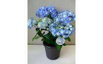 福岡県育種開発のあじさい【筑紫の風】鉢植え　5.5号鉢【あじさい 花 鉢植え ガーデニング 福岡 筑前町 おすすめ ふるさと納税 送料無料 AE052】