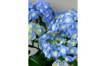 福岡県育種開発のあじさい【筑紫の風】鉢植え　5.5号鉢【あじさい 花 鉢植え ガーデニング 福岡 筑前町 おすすめ ふるさと納税 送料無料 AE052】