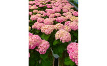 福岡県育種開発のあじさい【筑紫ルビー】鉢植え　5.5号鉢【あじさい 花 鉢植え ガーデニング 福岡 筑前町 おすすめ ふるさと納税 送料無料 AE053】