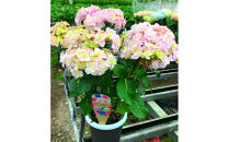 福岡県育種開発のあじさい【筑紫恋風】鉢植え　5.5号鉢【あじさい 花 鉢植え ガーデニング 福岡 筑前町 おすすめ ふるさと納税 送料無料 AE054】