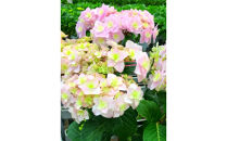 福岡県育種開発のあじさい【筑紫恋風】鉢植え　5.5号鉢【あじさい 花 鉢植え ガーデニング 福岡 筑前町 おすすめ ふるさと納税 送料無料 AE054】